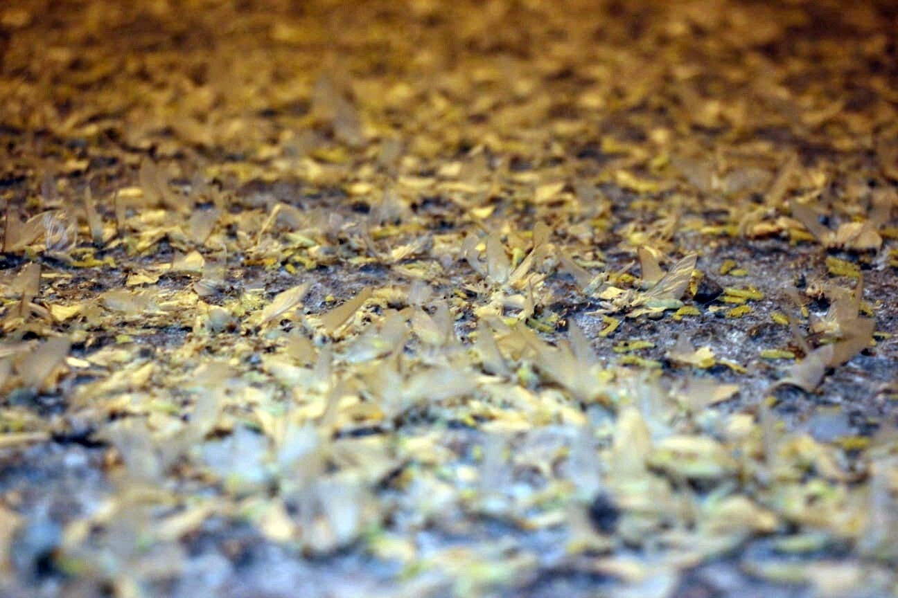 Herkes kar yağışı sandı, yer bembeyaz oldu! Milyonlarcası yere düştü: Ölüm danslarını yaptılar - 2. Resim