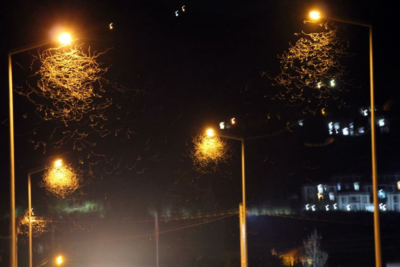 Herkes kar yağışı sandı, yer bembeyaz oldu! Milyonlarcası yere düştü: Ölüm danslarını yaptılar - 3. Resim