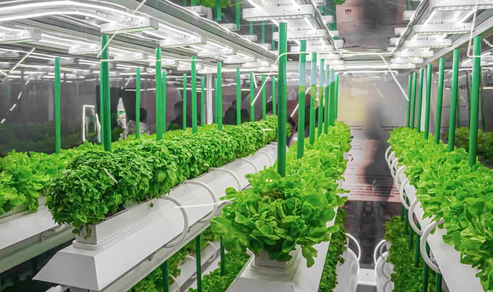 İklim krizi fırsata dönüştürülebilir! Kuraklığa çare topraksız tarım - 1. Resim