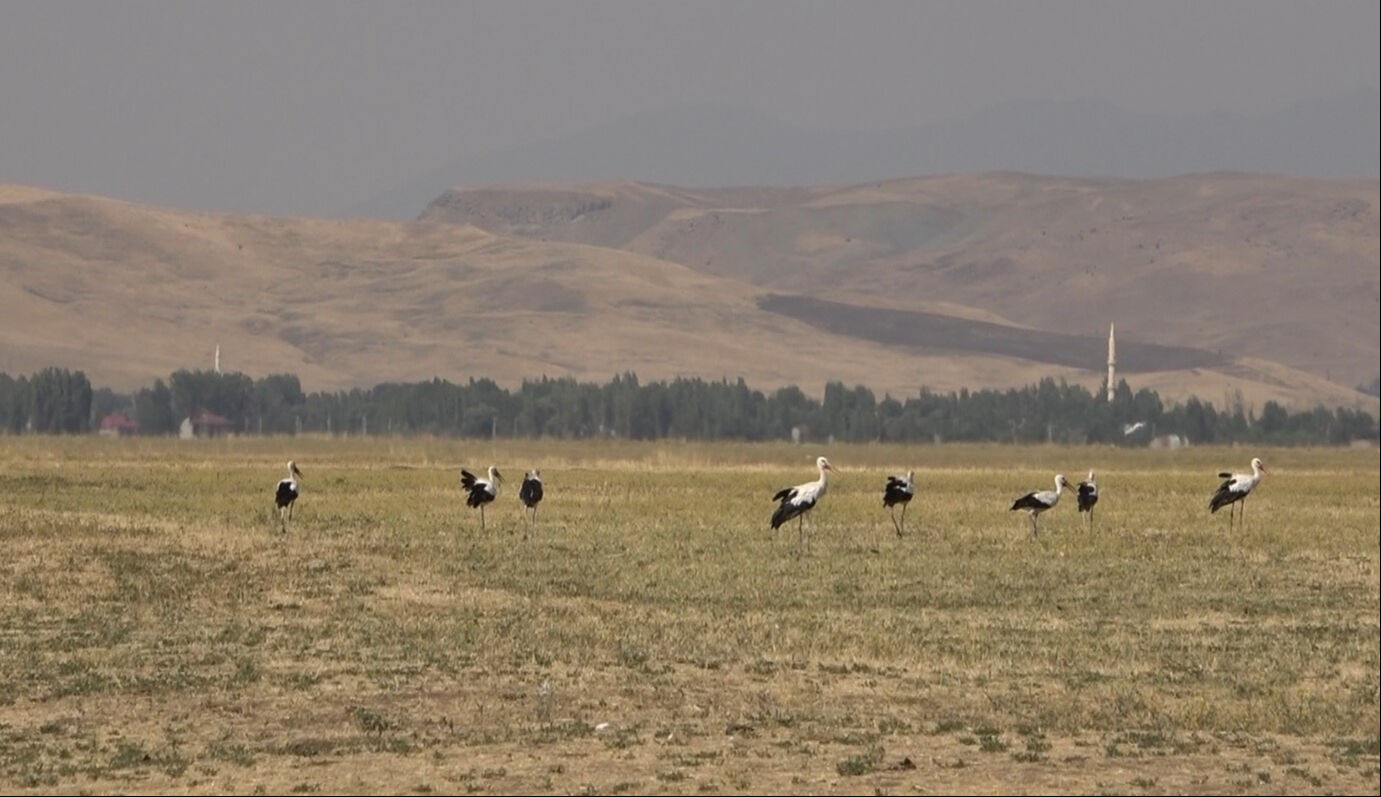Muş Ovası'ndan Afrika'ya! Binlercesi geldi, sonbaharı bekliyorlar... - 1. Resim