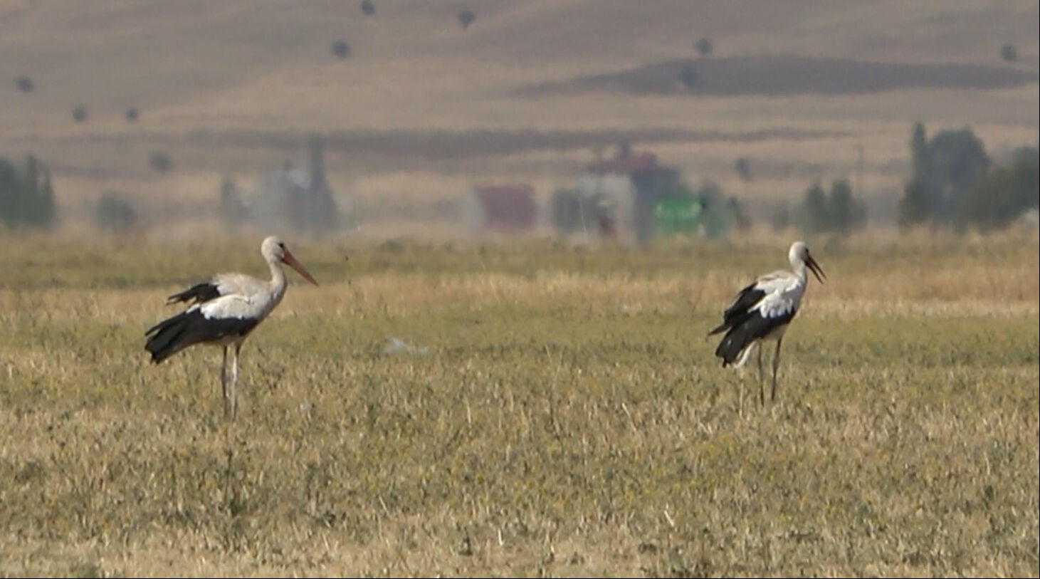 Muş Ovası'ndan Afrika'ya! Binlercesi geldi, sonbaharı bekliyorlar... - 2. Resim