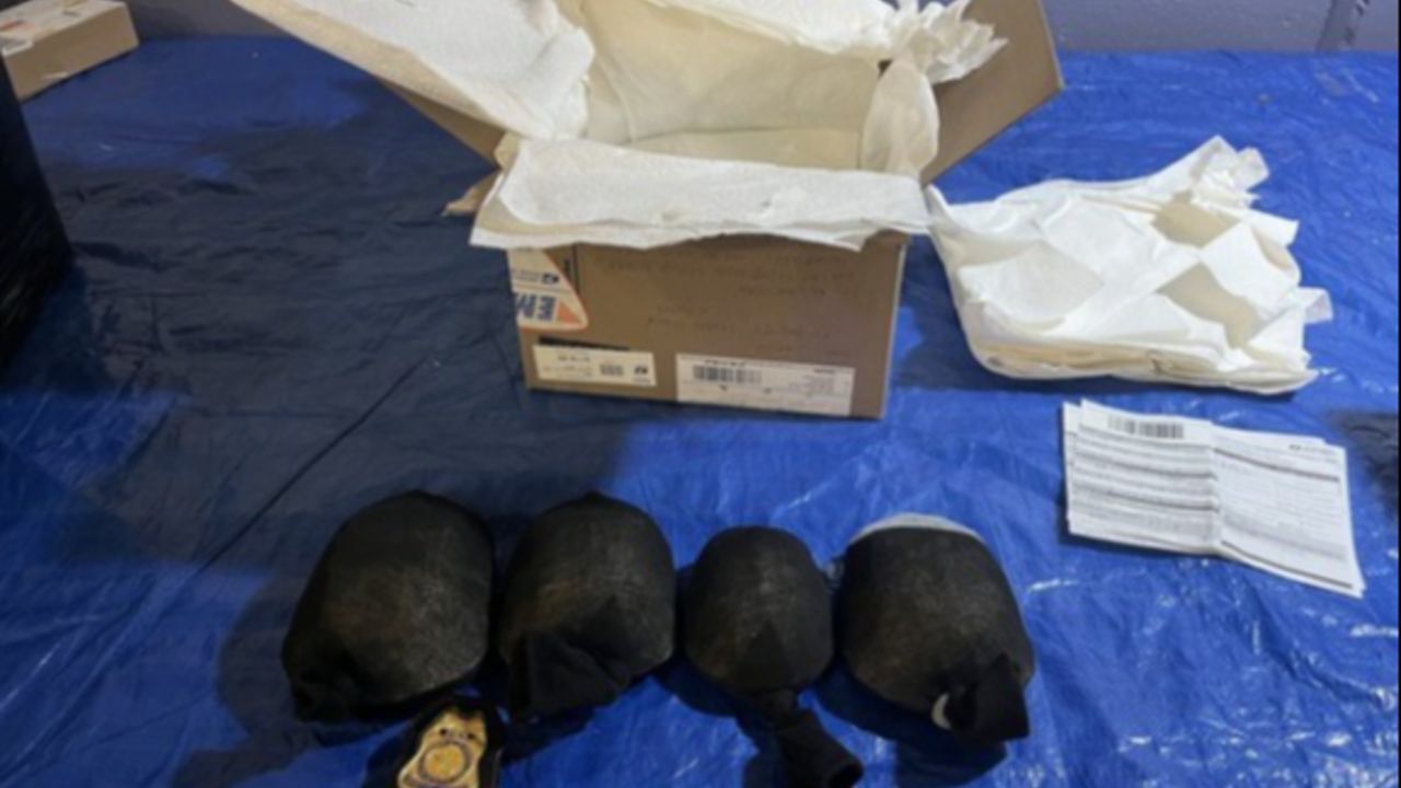 Piyasa değeri 46 milyon liradan fazla! ABD&#039;de 850 tane kaplumbağayı çoraplara sarıp kaçırmaya kalkıştı