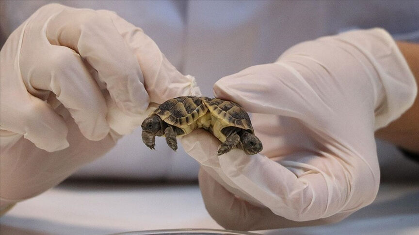 Piyasa değeri 46 milyon liradan fazla! ABD'de 850 tane kaplumbağayı çoraplara sarıp kaçırmaya kalkıştı - 1. Resim
