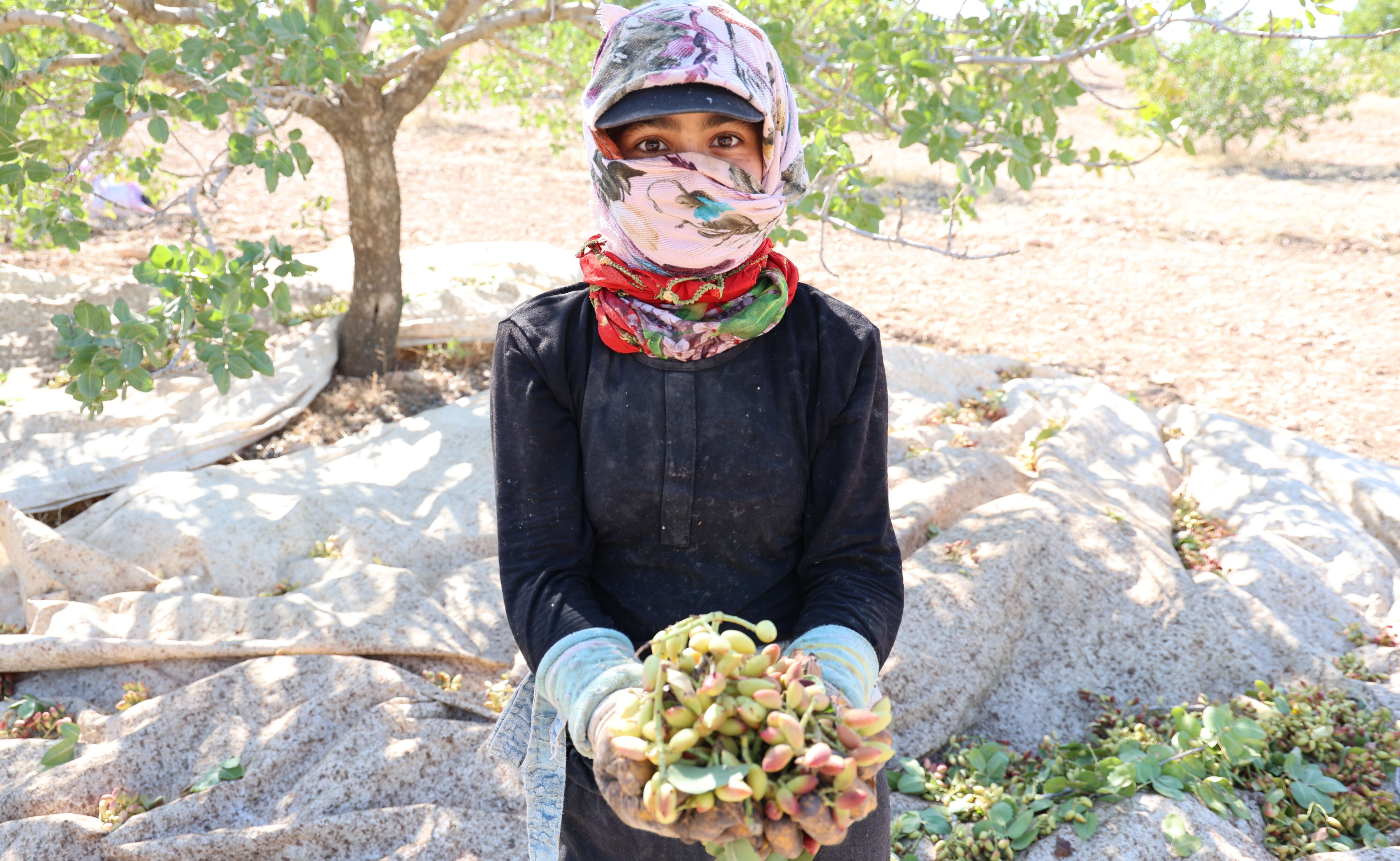 Tarlada 120, sualtı 240, kavrulmuşu 600 lira! 'Yeşil altın'da hasat başladı - 3. Resim