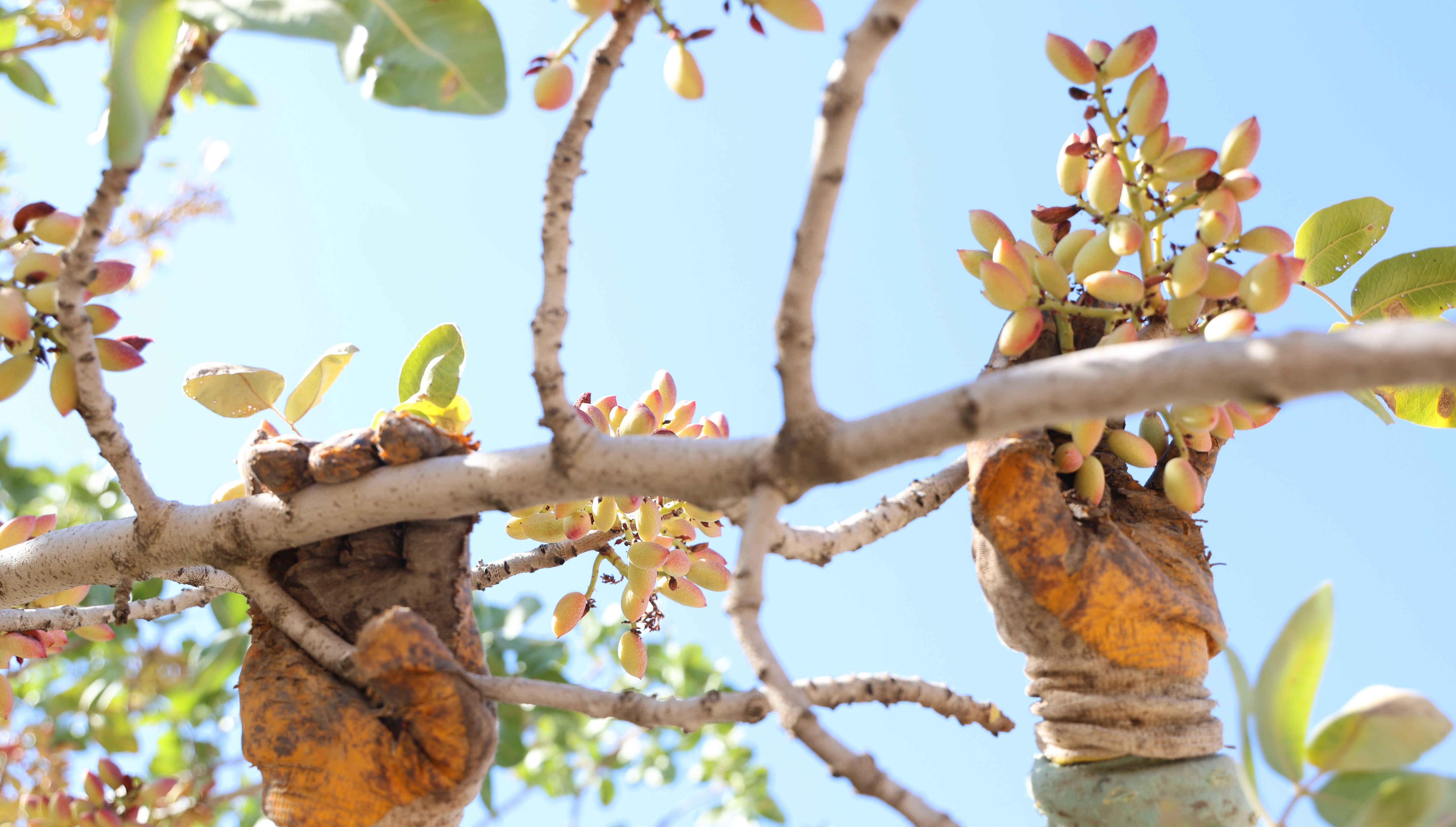 Tarlada 120, sualtı 240, kavrulmuşu 600 lira! 'Yeşil altın'da hasat başladı - 2. Resim