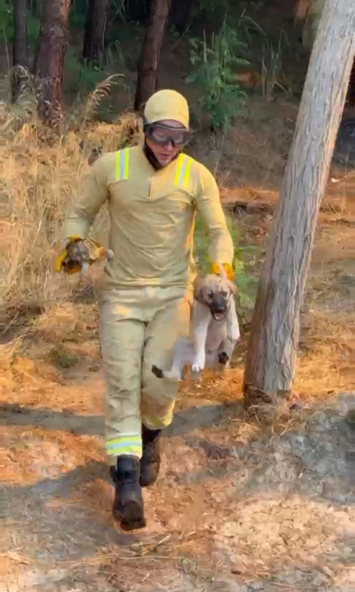 Yangın kahramanları alevlerin arasından aldı! Kaplumbağa ve köpek yavrusu son anda kurtarıldı - 1. Resim