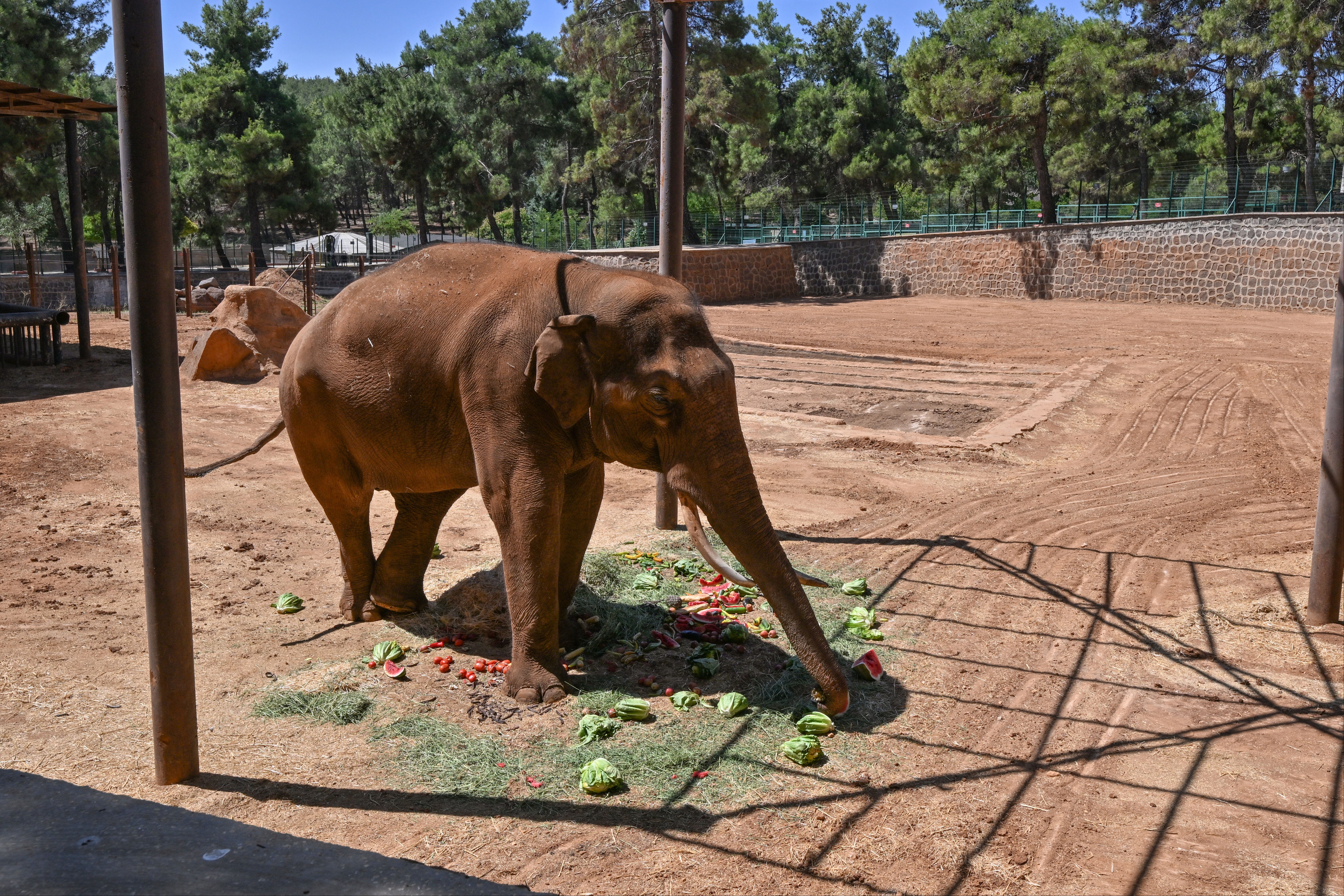 Ziyaretçilerin ilgi odağı: Gabi! Tüp bebek yöntemiyle doğdu, kendisine özel menü hazırlandı - 1. Resim