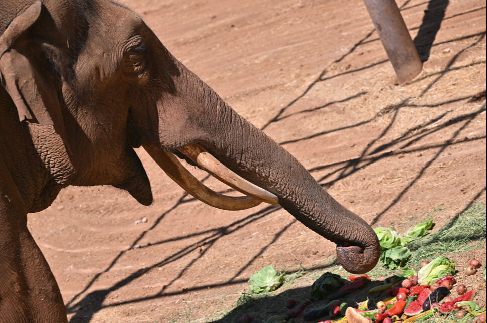Ziyaretçilerin ilgi odağı: Gabi! Tüp bebek yöntemiyle doğdu, kendisine özel menü hazırlandı - 2. Resim