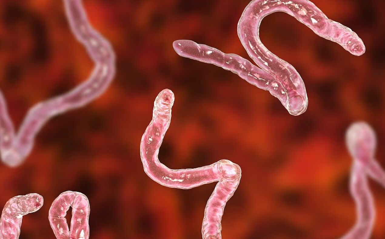 Avrupa’da görülmeye başladı! Hiçbir belirti vermeden organları yiyor - 1. Resim