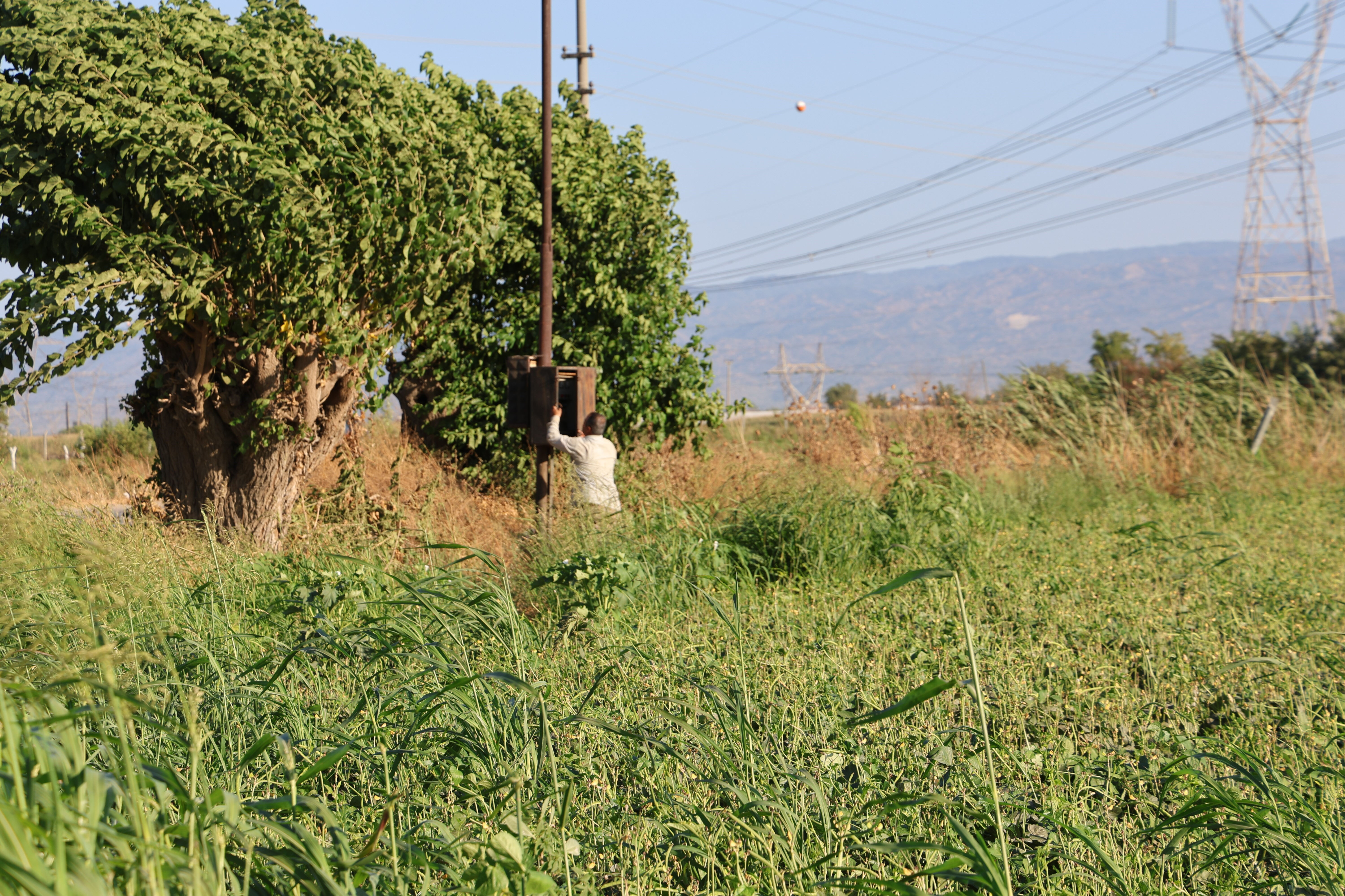 Aydın'da çiftçilerin mesai saatleri değişti! İşte nedeni... - 2. Resim