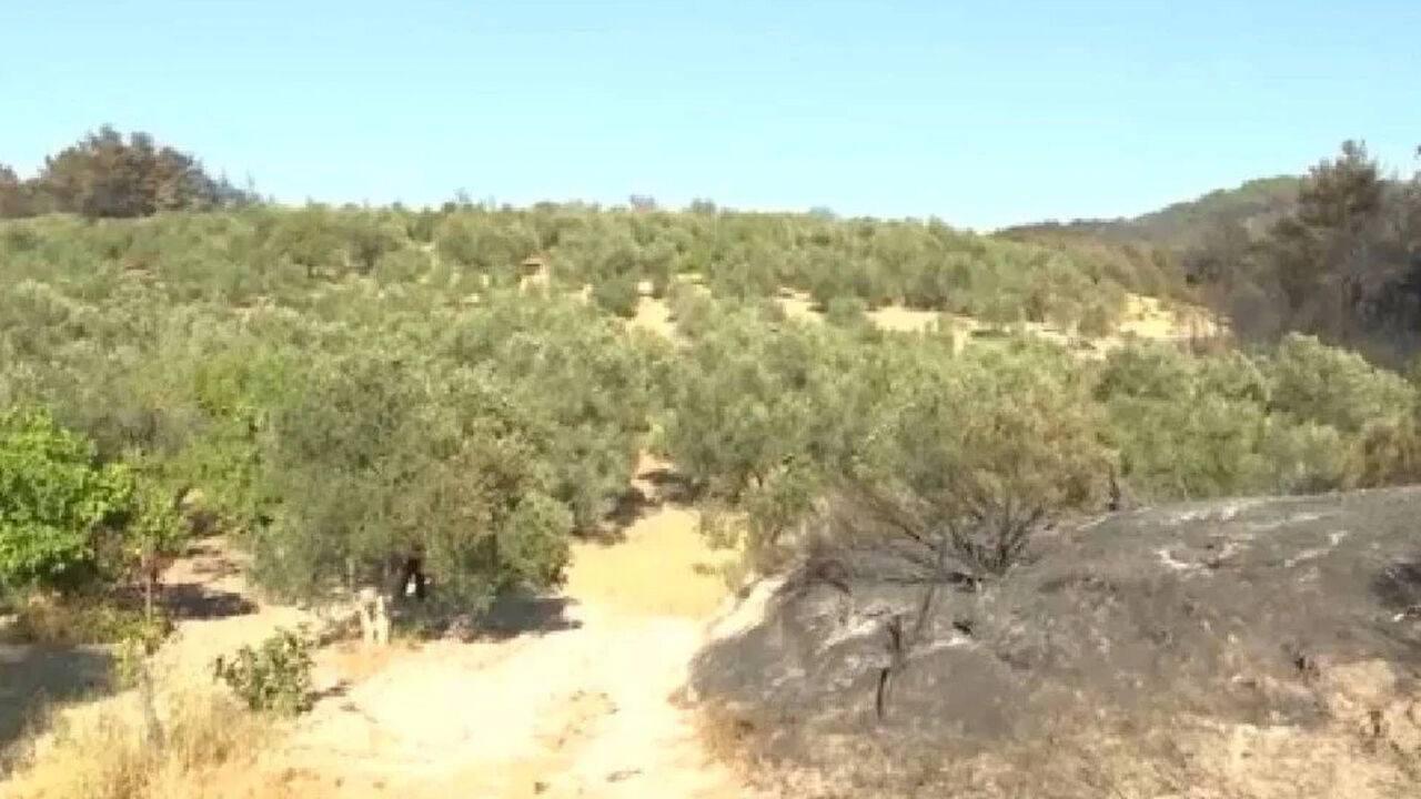 Çanakkale yangınında hayret ettiren görüntü! Dedesinden kalma arazi yanmadı, sebebi... - 1. Resim