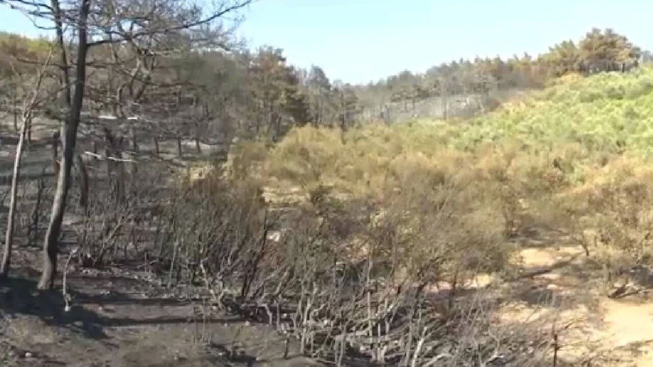 Çanakkale yangınında hayret ettiren görüntü! Dedesinden kalma arazi yanmadı, sebebi... - 3. Resim