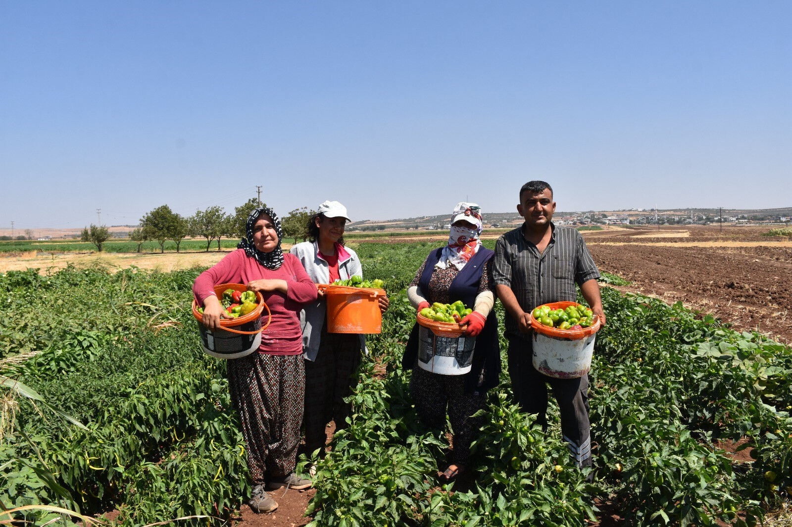 &Ccedil;arşı pazarda fiyatları d&uuml;ş&uuml;recek hasat! Verim y&uuml;ksek, &uuml;retici mutlu - 3. Resim
