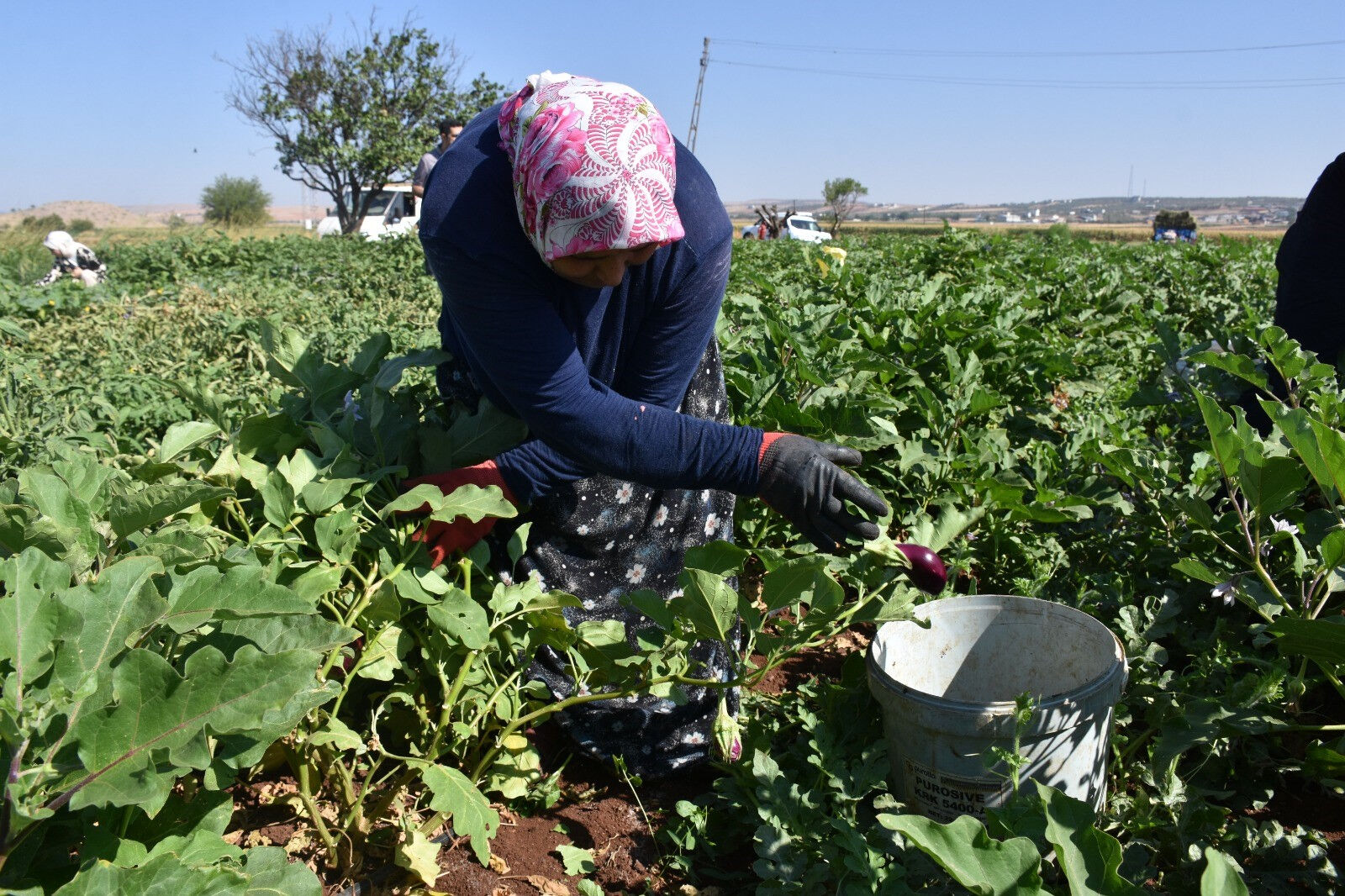&Ccedil;arşı pazarda fiyatları d&uuml;ş&uuml;recek hasat! Verim y&uuml;ksek, &uuml;retici mutlu - 1. Resim