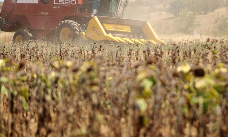 Erken kurudu, masrafı bile çıkarmadı! 250 kiloluk tarladan 80 kilo alınıyor - 1. Resim