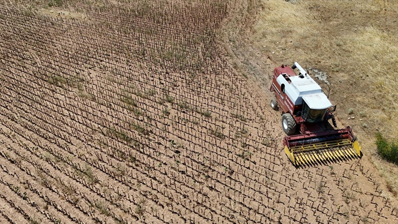 Erken kurudu, masrafı bile çıkarmadı! 250 kiloluk tarladan 80 kilo alınıyor Erken kurudu, masrafı bile çıkarmadı! 250 kiloluk tarladan 80 kilo alınıyor