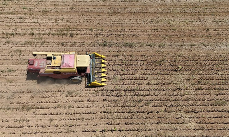 Erken kurudu, masrafı bile çıkarmadı! 250 kiloluk tarladan 80 kilo alınıyor - 2. Resim
