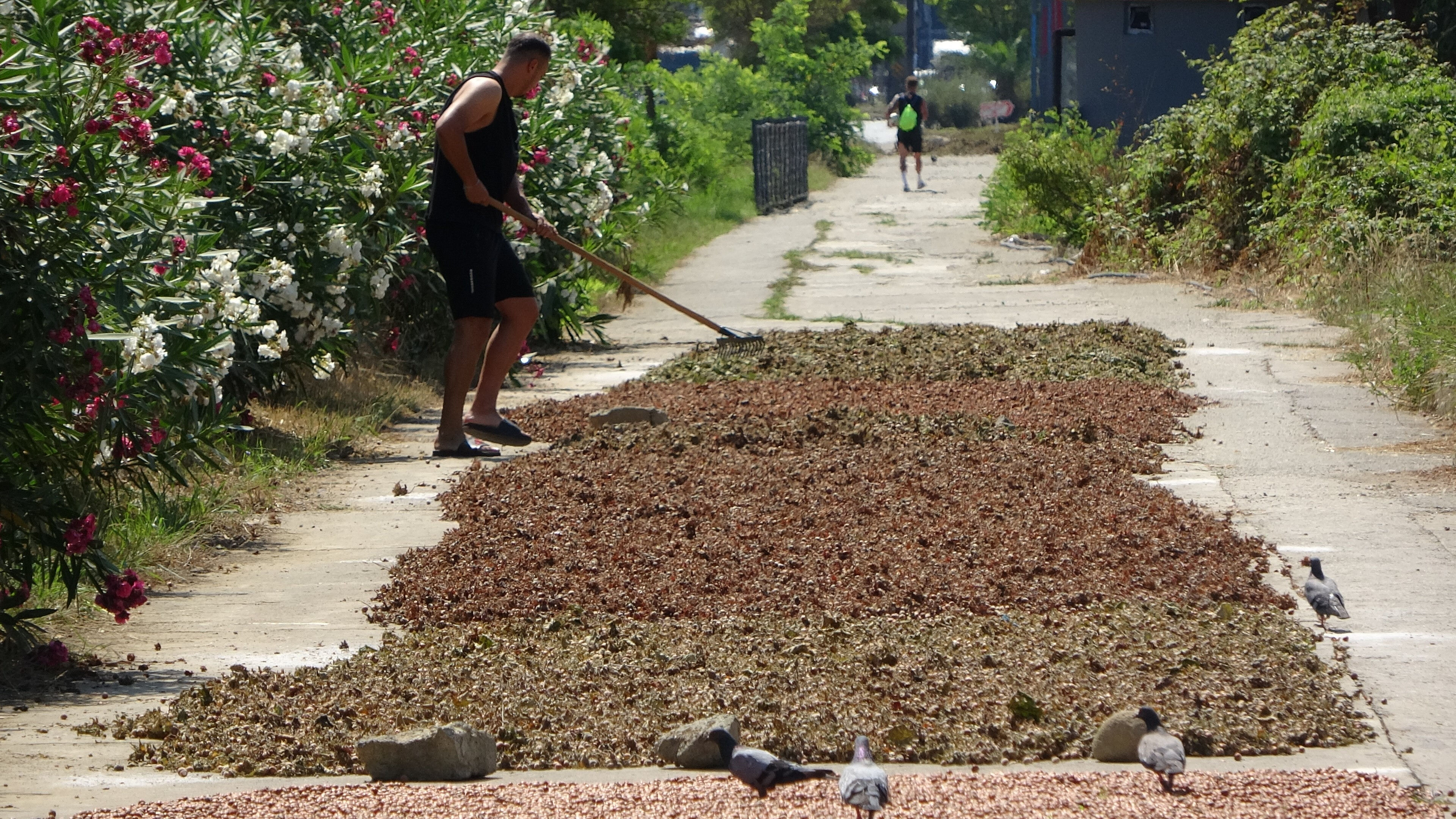 Hasat başladı, &uuml;r&uuml;nler Karadeniz Sahil Yolu'nu kapladı! Kilosu 200 lira... - 2. Resim
