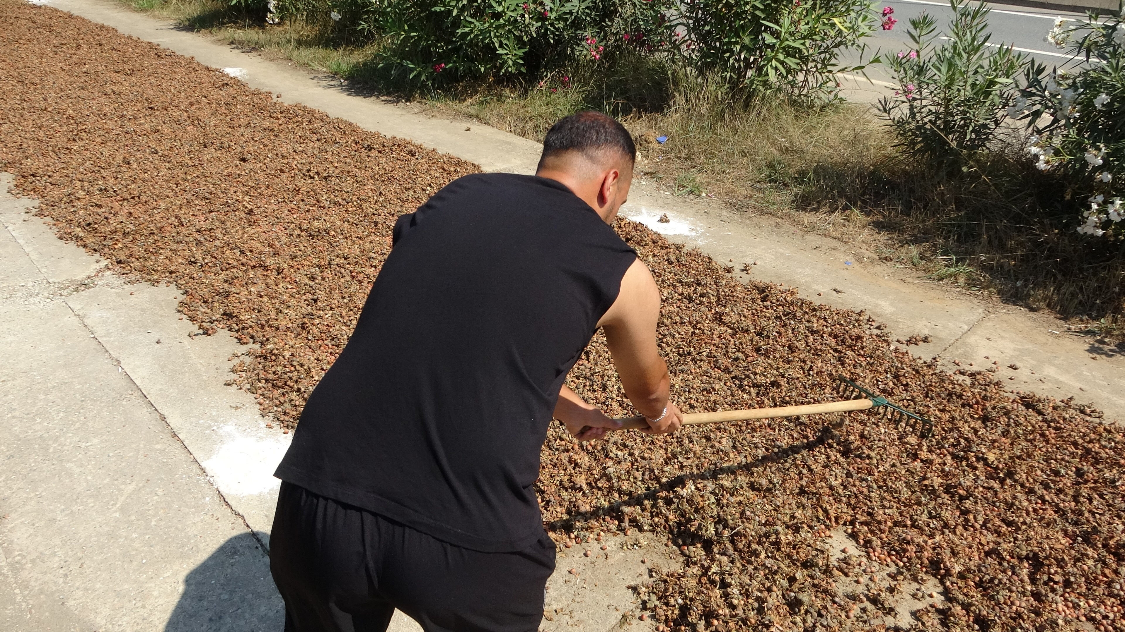 Hasat başladı, &uuml;r&uuml;nler Karadeniz Sahil Yolu'nu kapladı! Kilosu 200 lira... - 1. Resim
