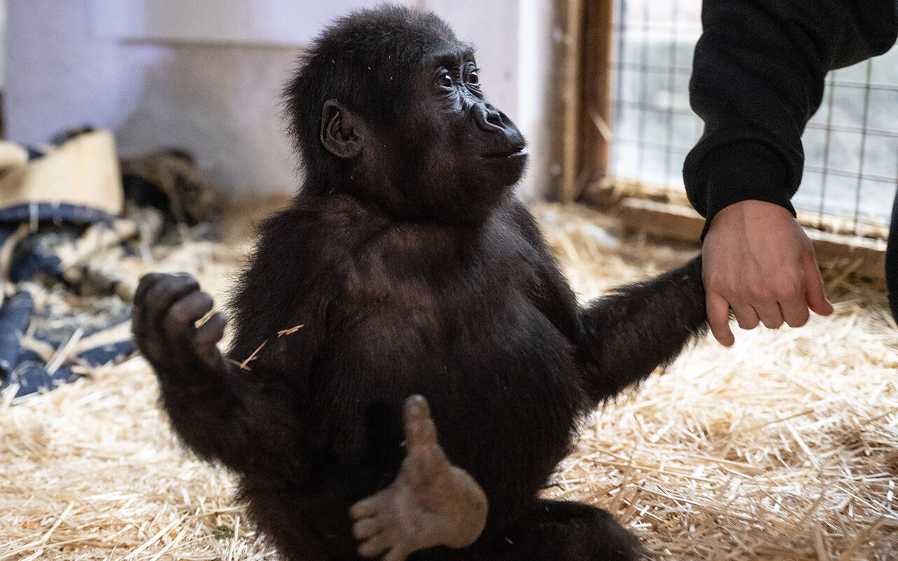 Nijerya'ya 2 şart! Türkiye'nin günlerce konuştuğu 'Zeytin' hakkında yeni karar - 1. Resim