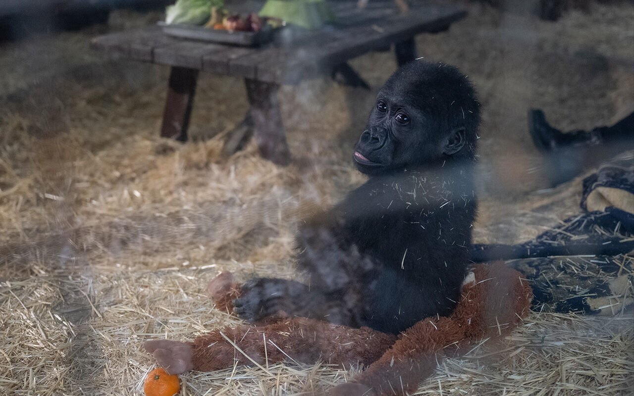 Nijerya'ya 2 şart! Türkiye'nin günlerce konuştuğu 'Zeytin' hakkında yeni karar - 2. Resim