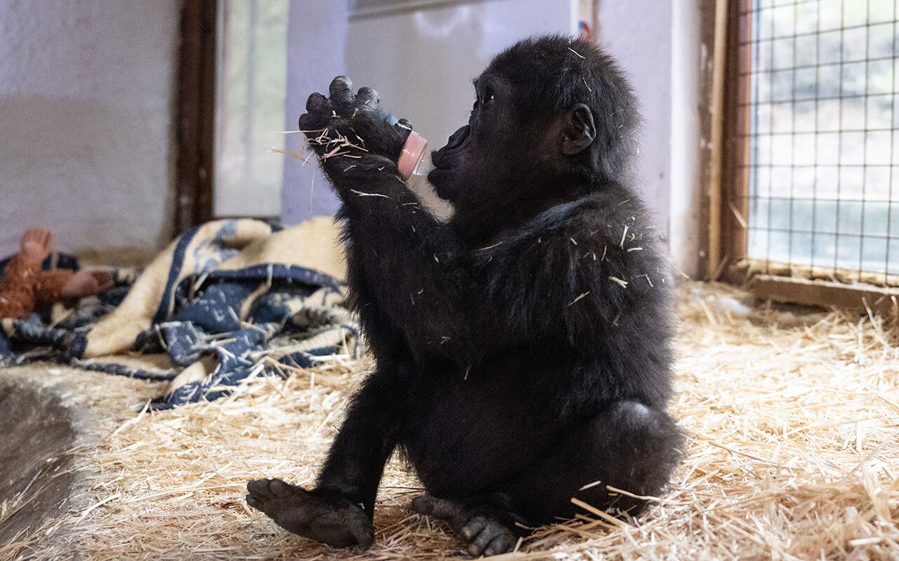 Nijerya'ya 2 şart! Türkiye'nin günlerce konuştuğu 'Zeytin' hakkında yeni karar - 3. Resim