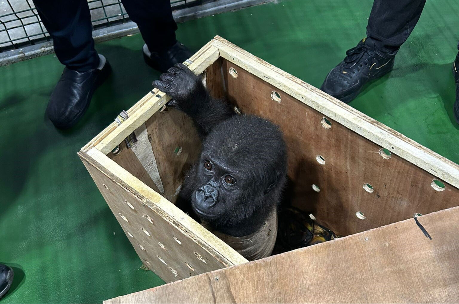 Nijerya'ya 2 şart! Türkiye'nin günlerce konuştuğu 'Zeytin' hakkında yeni karar - 1. Resim