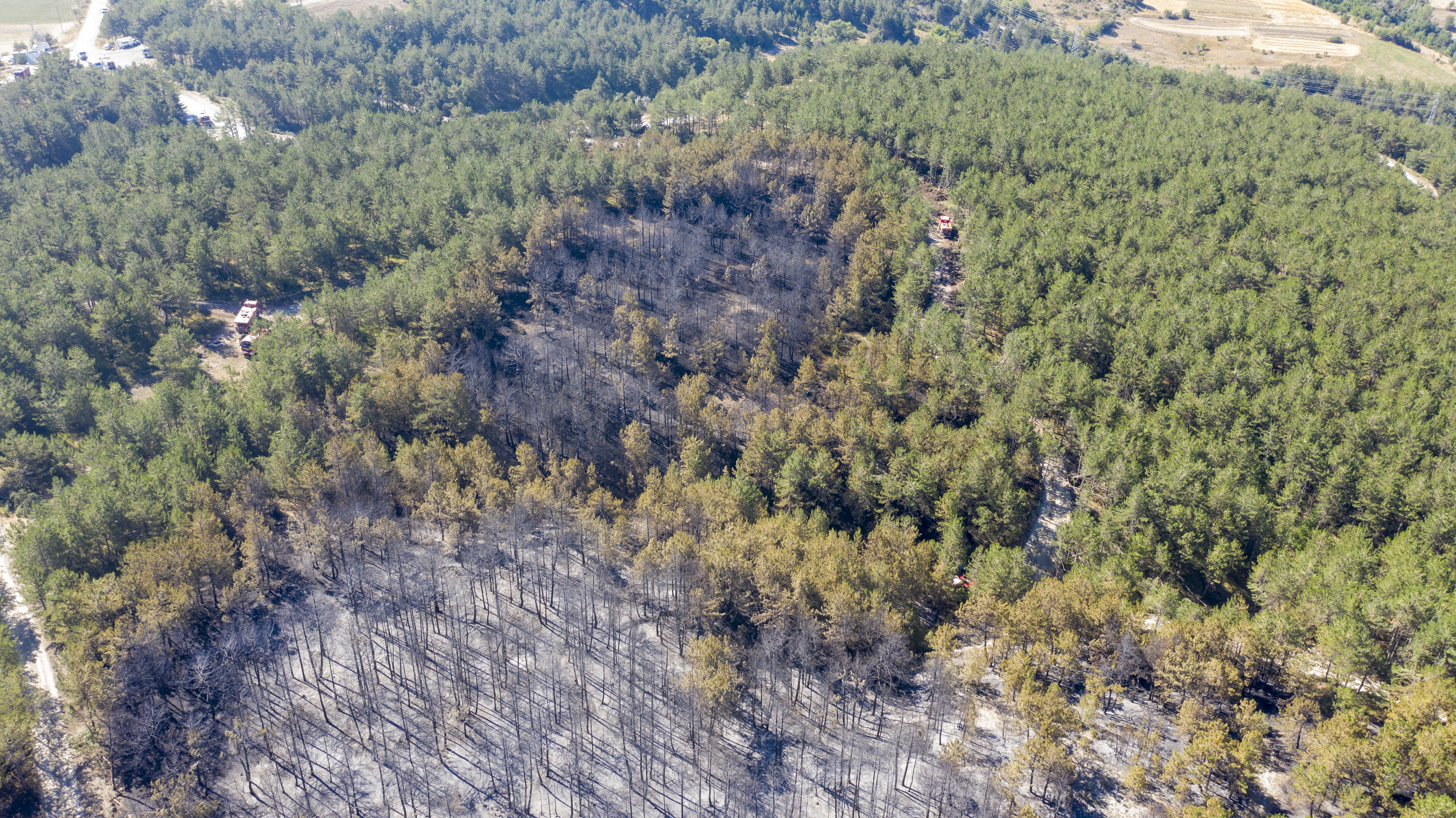 Orman yangınları sonrası harekete geçildi! İşte 5 yıllık yol haritası - 1. Resim