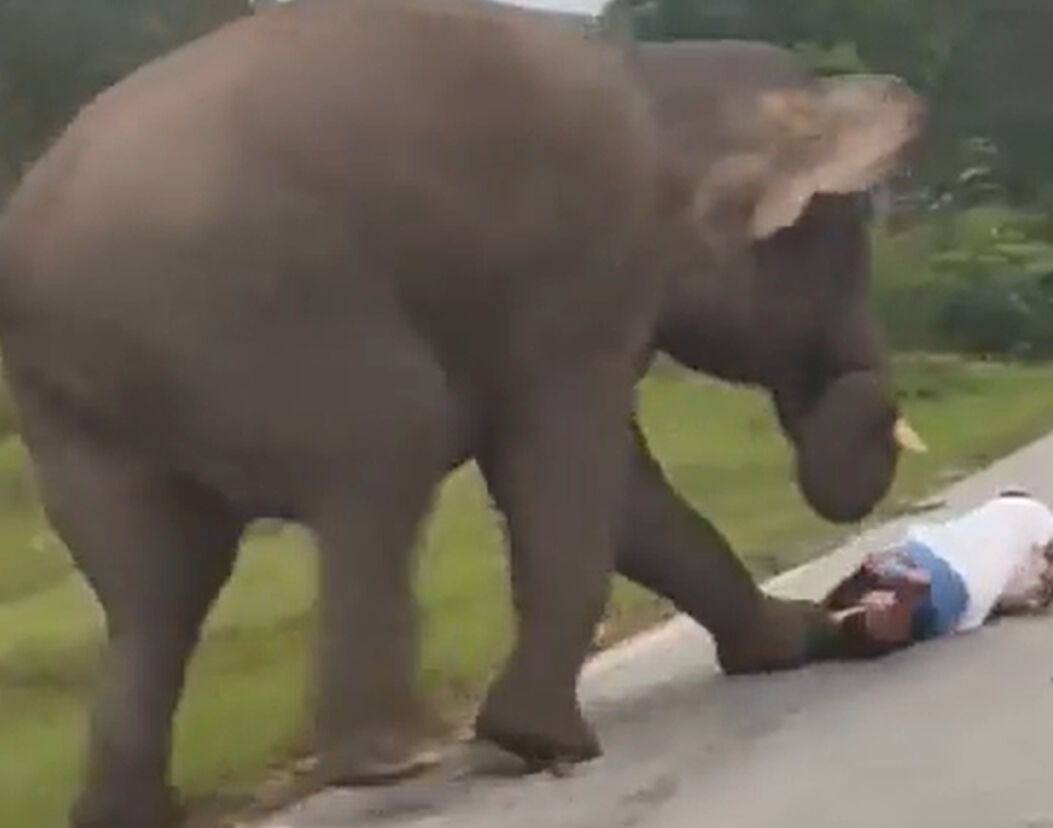 Selfie çekmeye çalışan turist fil tarafından ezildi - 1. Resim