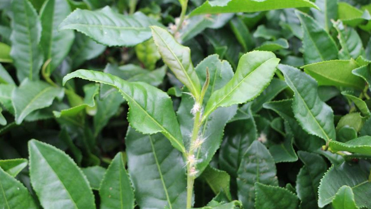 ‘Vampir Kelebek’ alarmı! Her yeri sardı, ne meyve kaldı ne çay… - 3. Resim