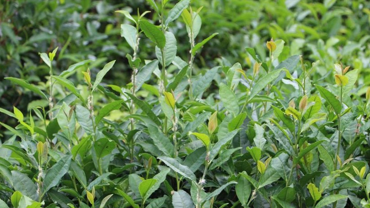 ‘Vampir Kelebek’ alarmı! Her yeri sardı, ne meyve kaldı ne çay… - 2. Resim