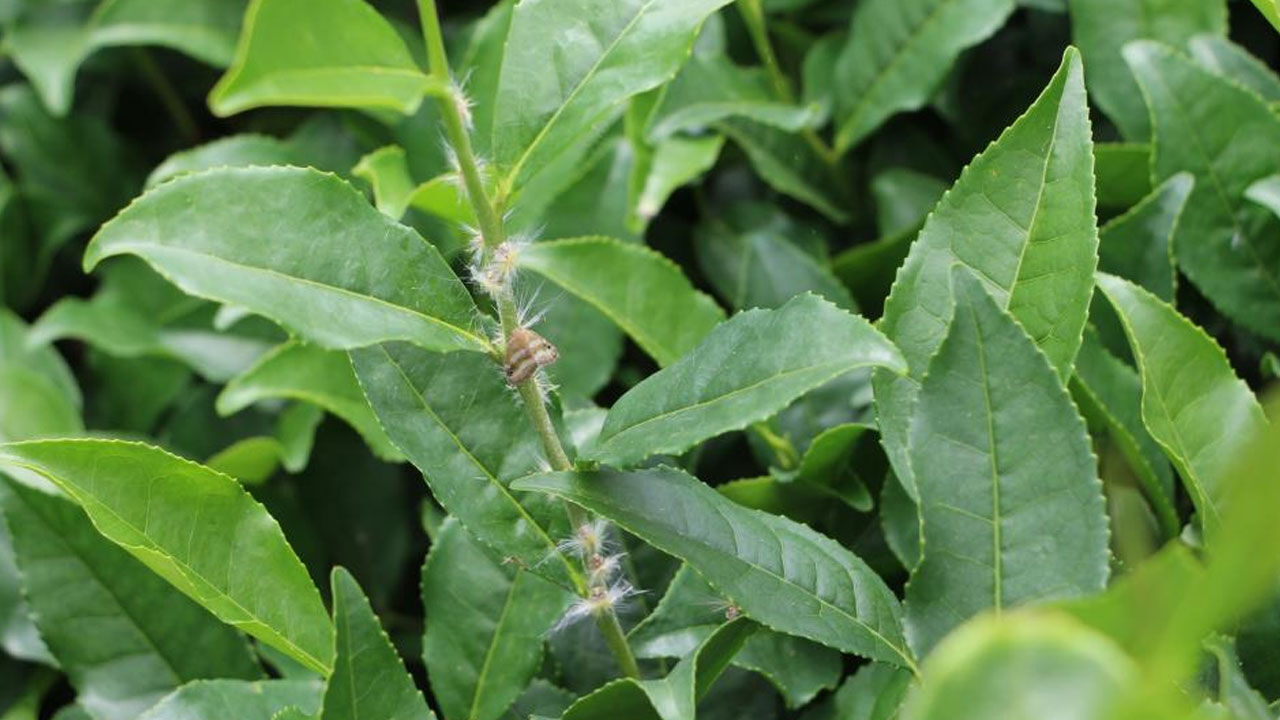 ‘Vampir Kelebek’ alarmı! Her yeri sardı, ne meyve kaldı ne çay… - 1. Resim
