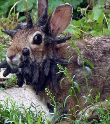 ABD'de etrafı 'boynuzlu tavşanlar' sardı: Gören telefona sarıldı - 1. Resim