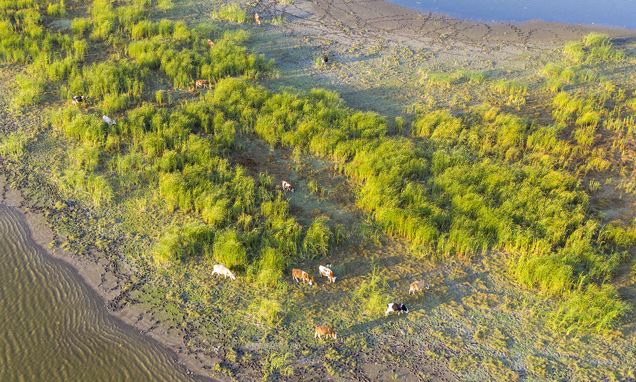Seben Gölü'nün adacıklarını inekler bastı, köylüler şaşkına döndü - 1. Resim