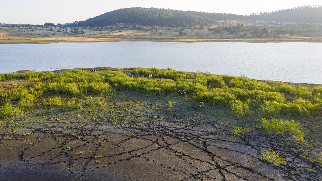 Seben Gölü'nün adacıklarını inekler bastı, köylüler şaşkına döndü - 8. Resim