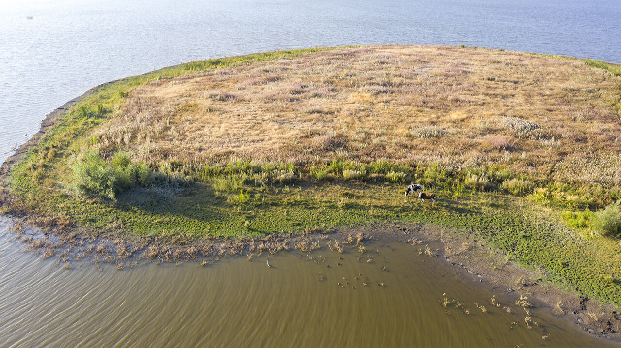 Seben Gölü'nün adacıklarını inekler bastı, köylüler şaşkına döndü - 4. Resim