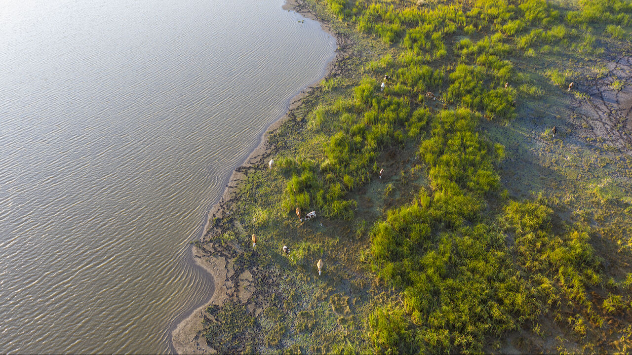 Seben Gölü'nün adacıklarını inekler bastı, köylüler şaşkına döndü - 6. Resim