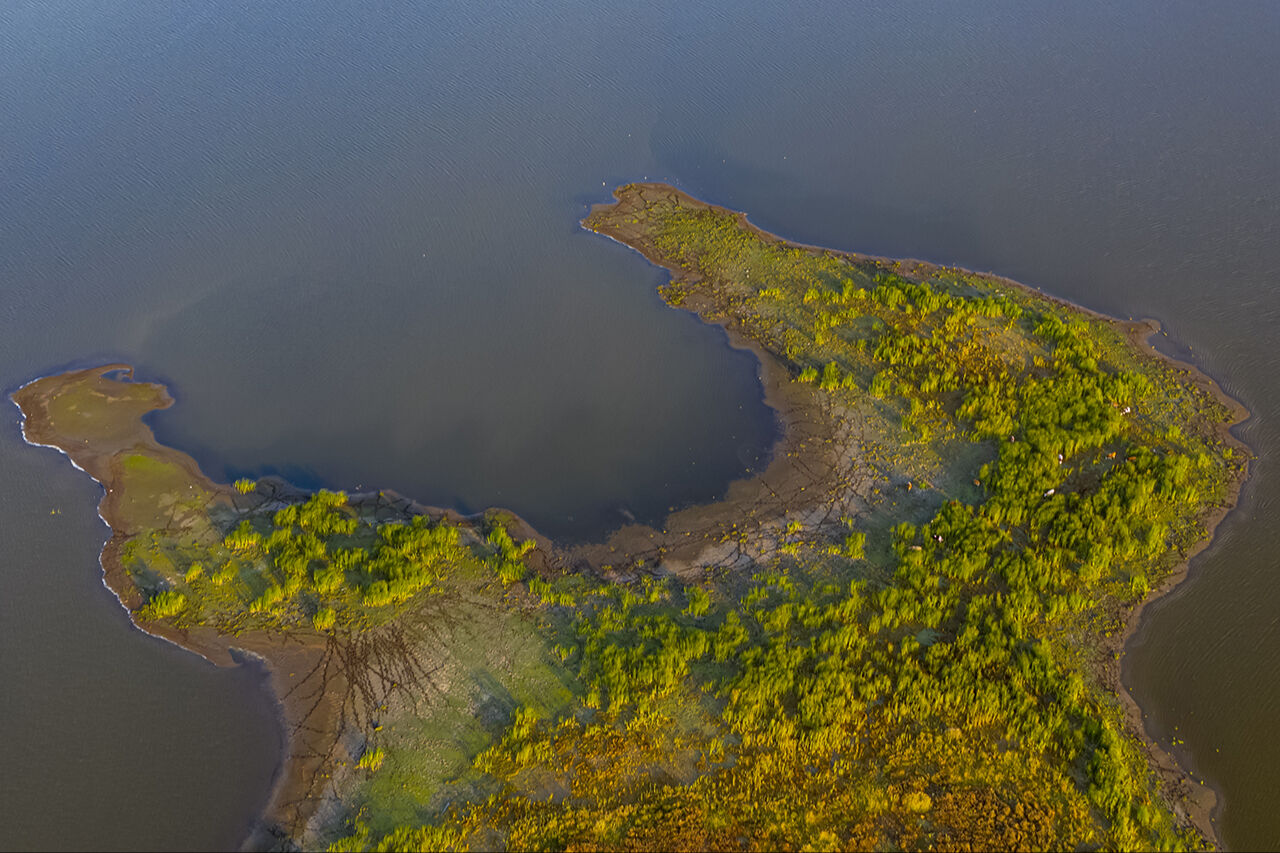 Seben Gölü'nün adacıklarını inekler bastı, köylüler şaşkına döndü - 3. Resim
