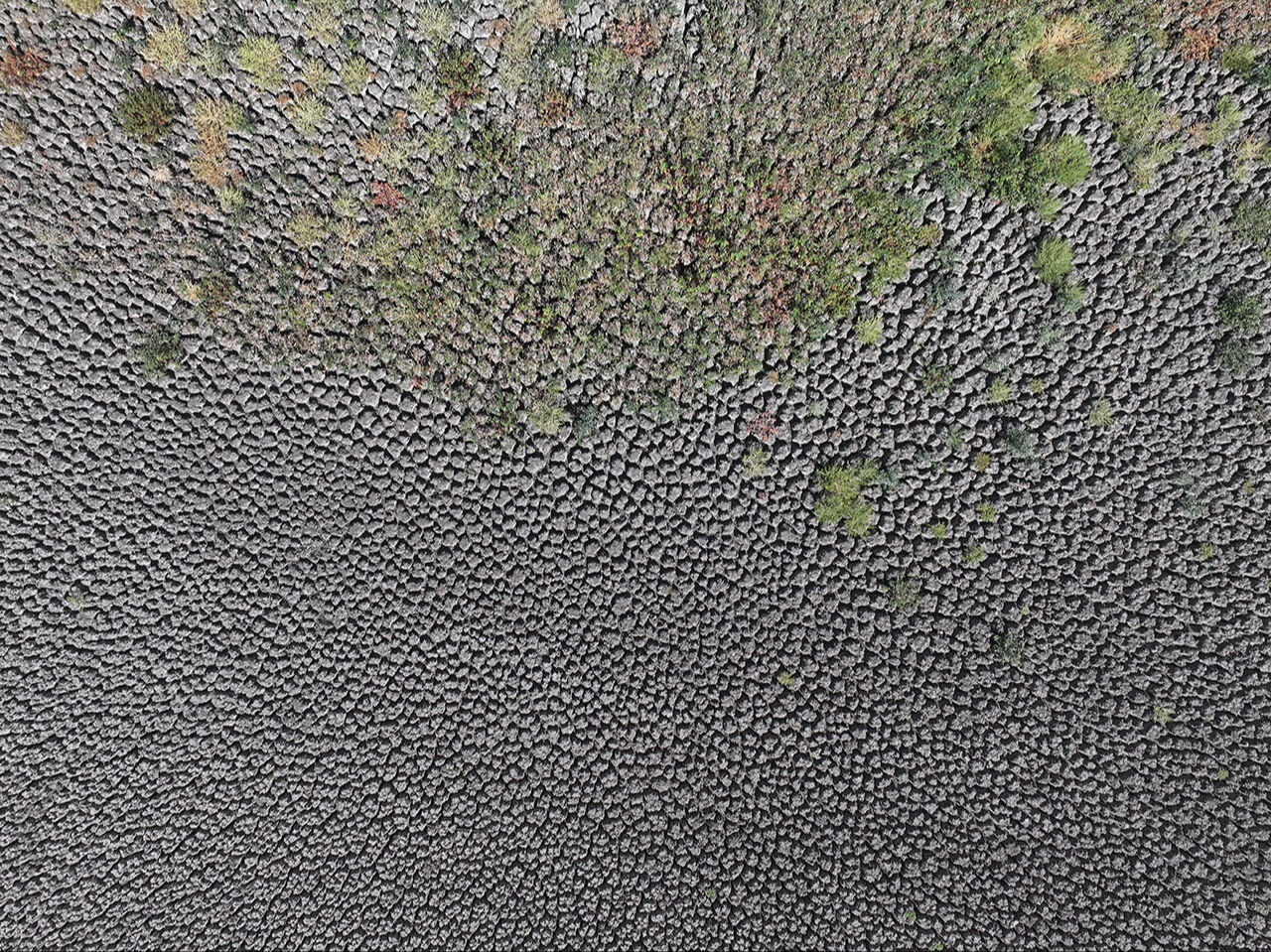 Şehir alarm veriyor! Sıcaklar bir göleti daha kuruttu - 4. Resim