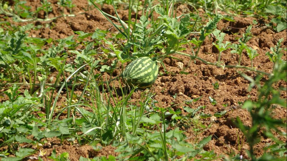 Üretimi 15 sene önce başlamıştı! Bu sene kuraklık vurdu... Tarladan 100 kilo bile çıkmadı - 5. Resim