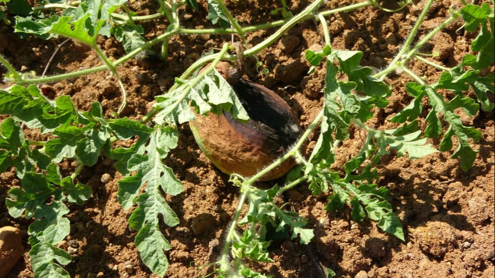 Üretimi 15 sene önce başlamıştı! Bu sene kuraklık vurdu... Tarladan 100 kilo bile çıkmadı - 4. Resim