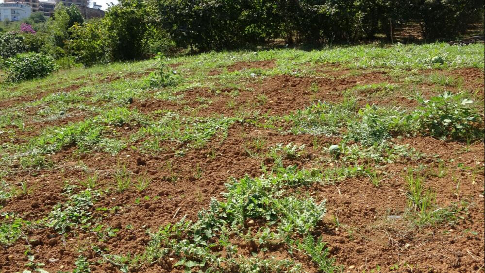 Üretimi 15 sene önce başlamıştı! Bu sene kuraklık vurdu... Tarladan 100 kilo bile çıkmadı - 1. Resim