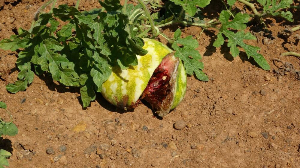 Üretimi 15 sene önce başlamıştı! Bu sene kuraklık vurdu... Tarladan 100 kilo bile çıkmadı - 2. Resim