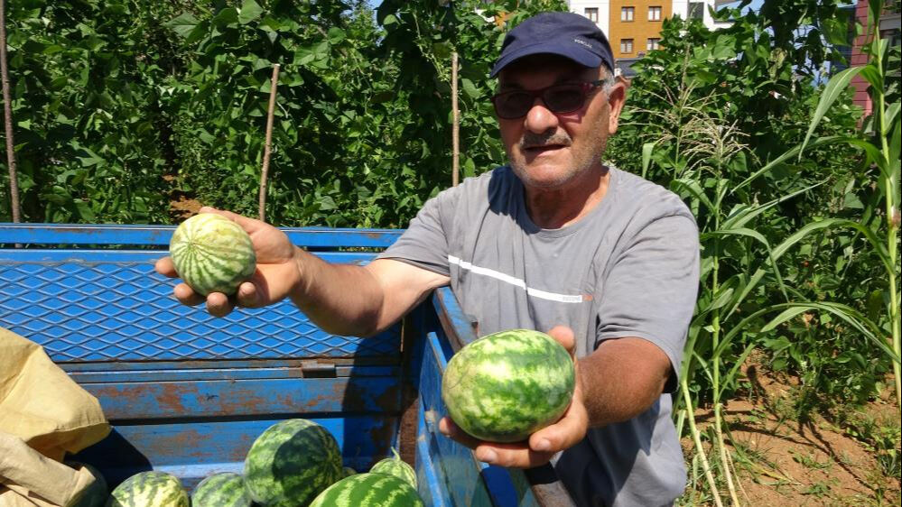 Üretimi 15 sene önce başlamıştı! Bu sene kuraklık vurdu... Tarladan 100 kilo bile çıkmadı - 3. Resim
