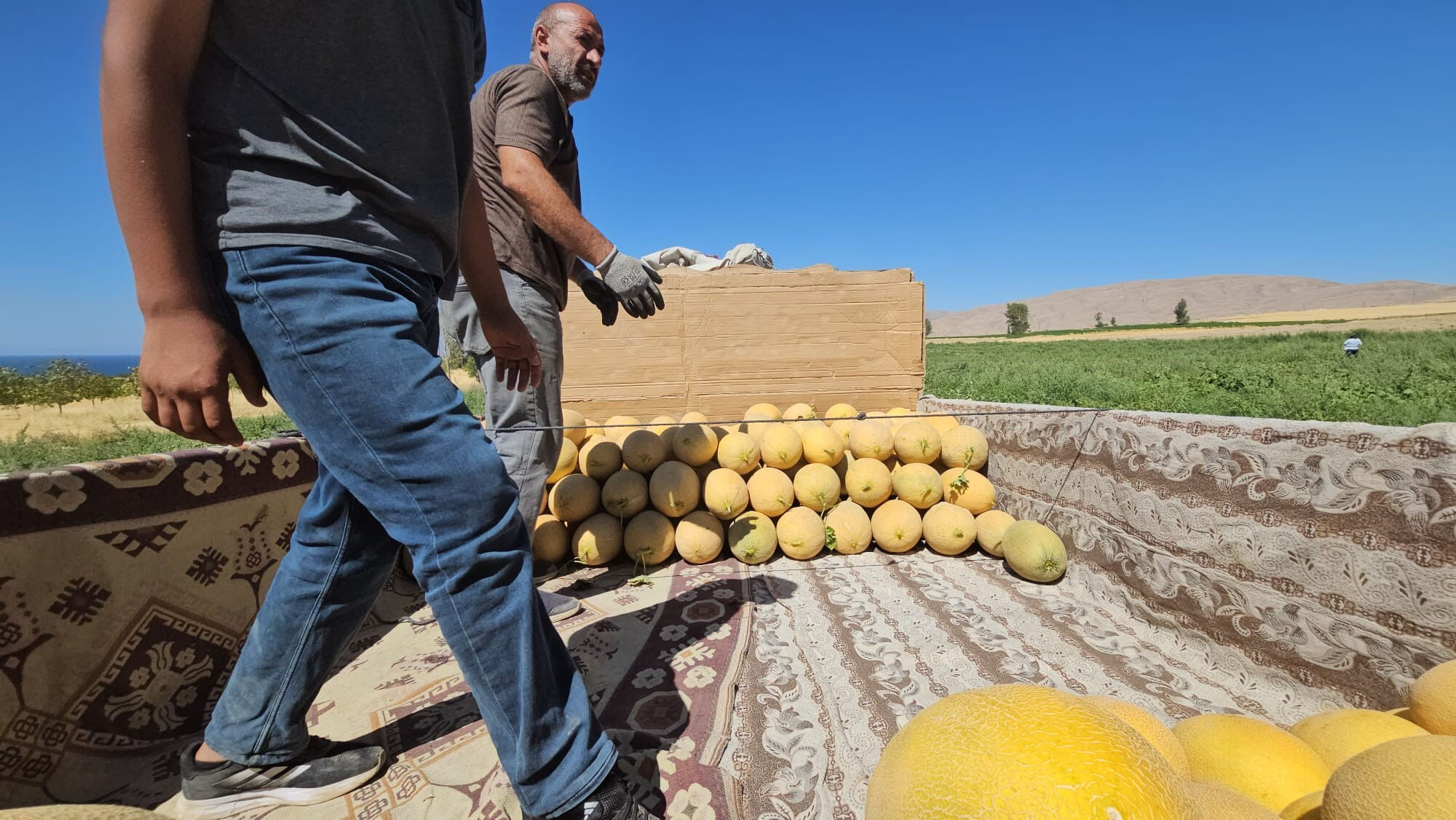 Aromasıyla damak çatlatıyor! Hasat başladı, sipariş patlaması yaşanıyor - 2. Resim