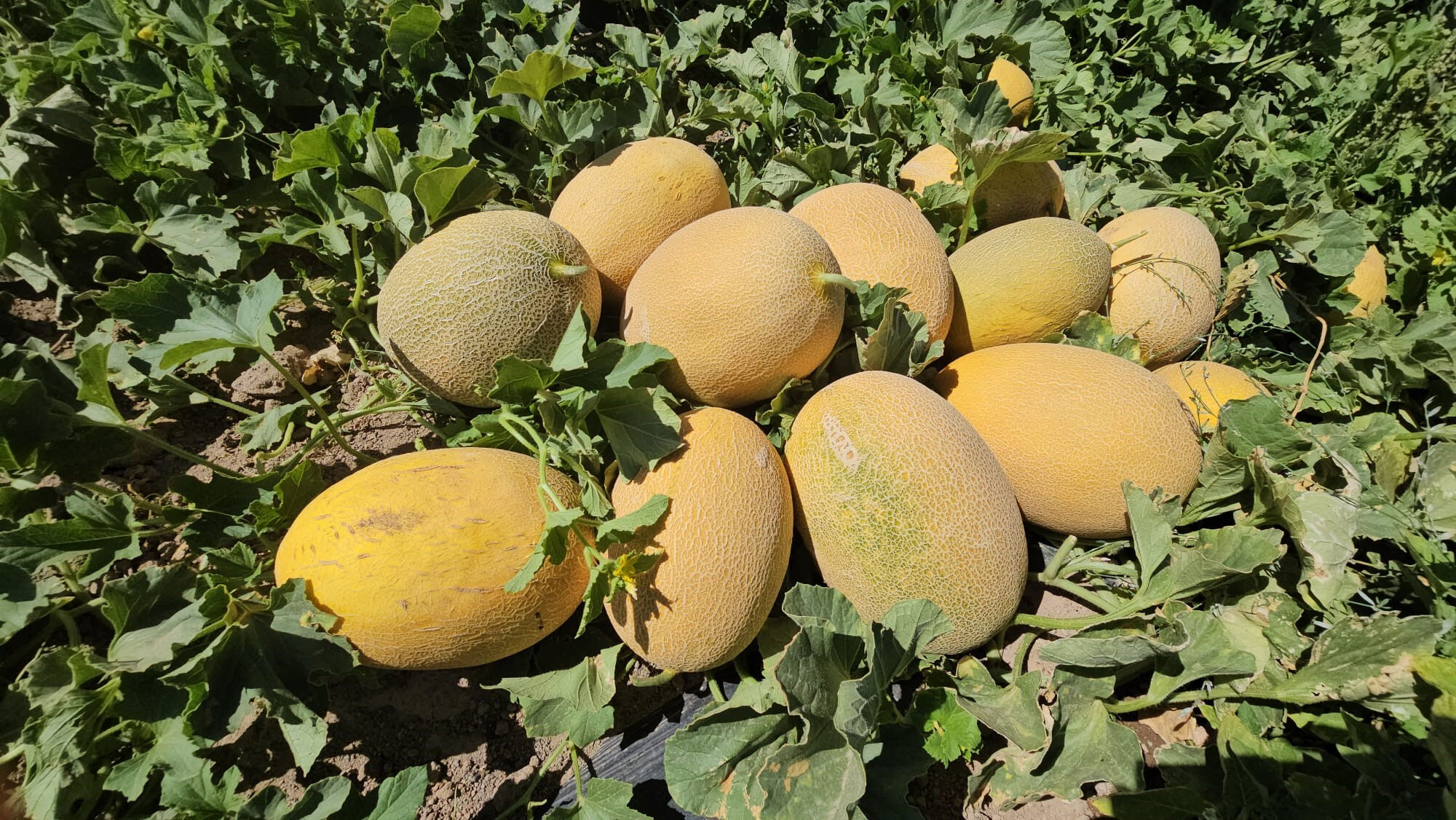 Aromasıyla damak çatlatıyor! Hasat başladı, sipariş patlaması yaşanıyor - 3. Resim