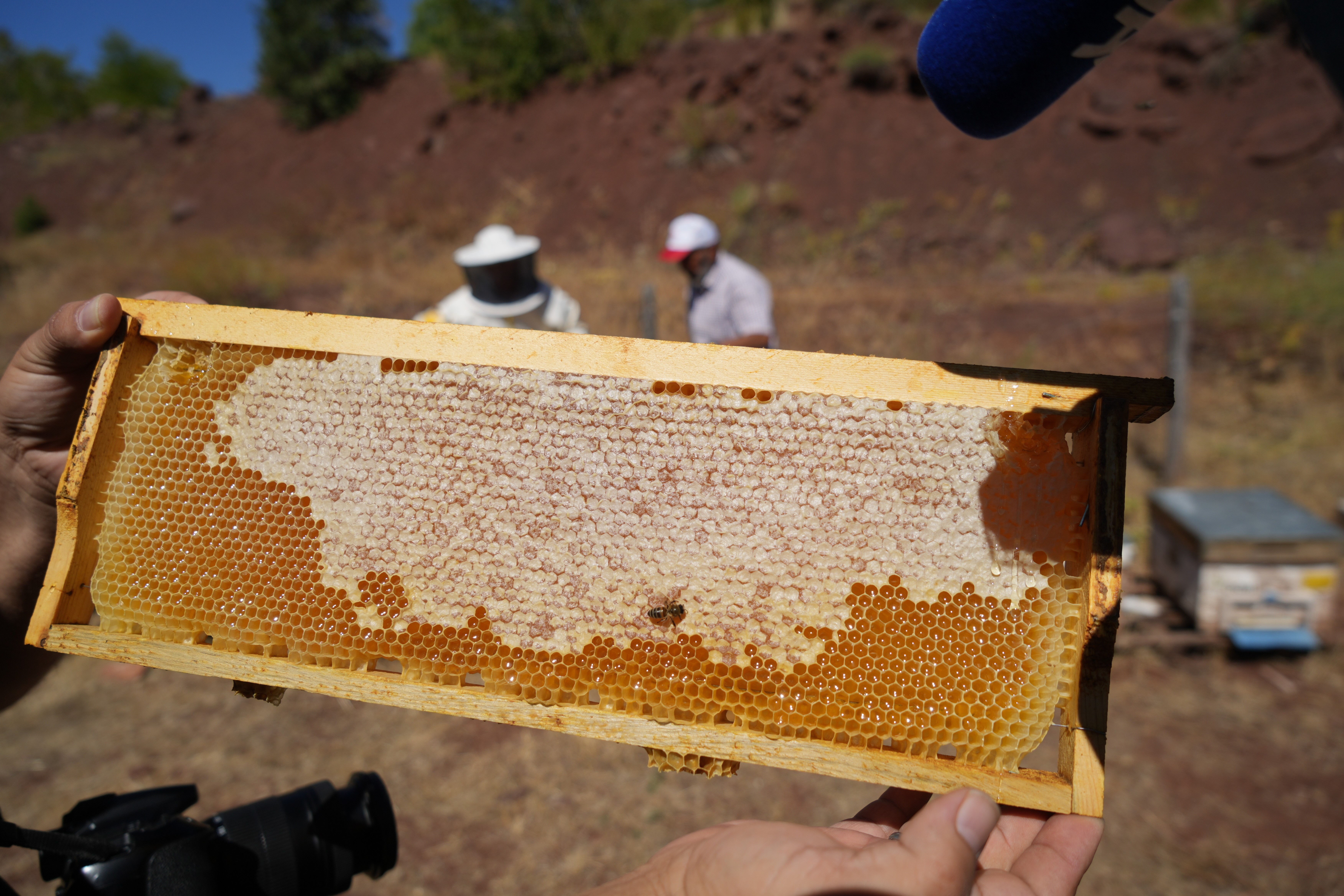 Erzincan&rsquo;da Geven Balı hasadı yapıldı - 3. Resim