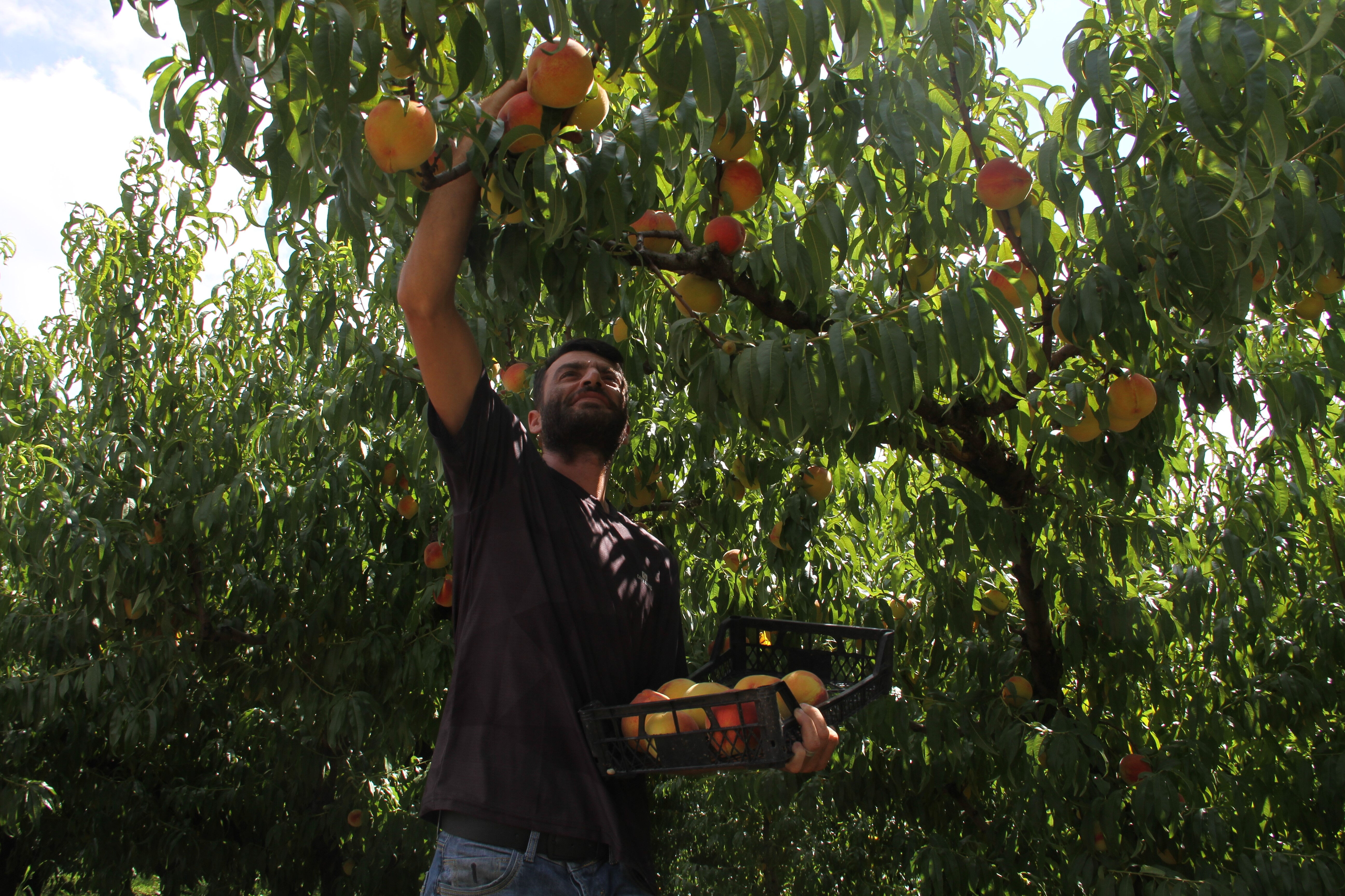 Hasat devam ediyor! Tarlada fiyatı 100 TL'ye çıktı - 1. Resim