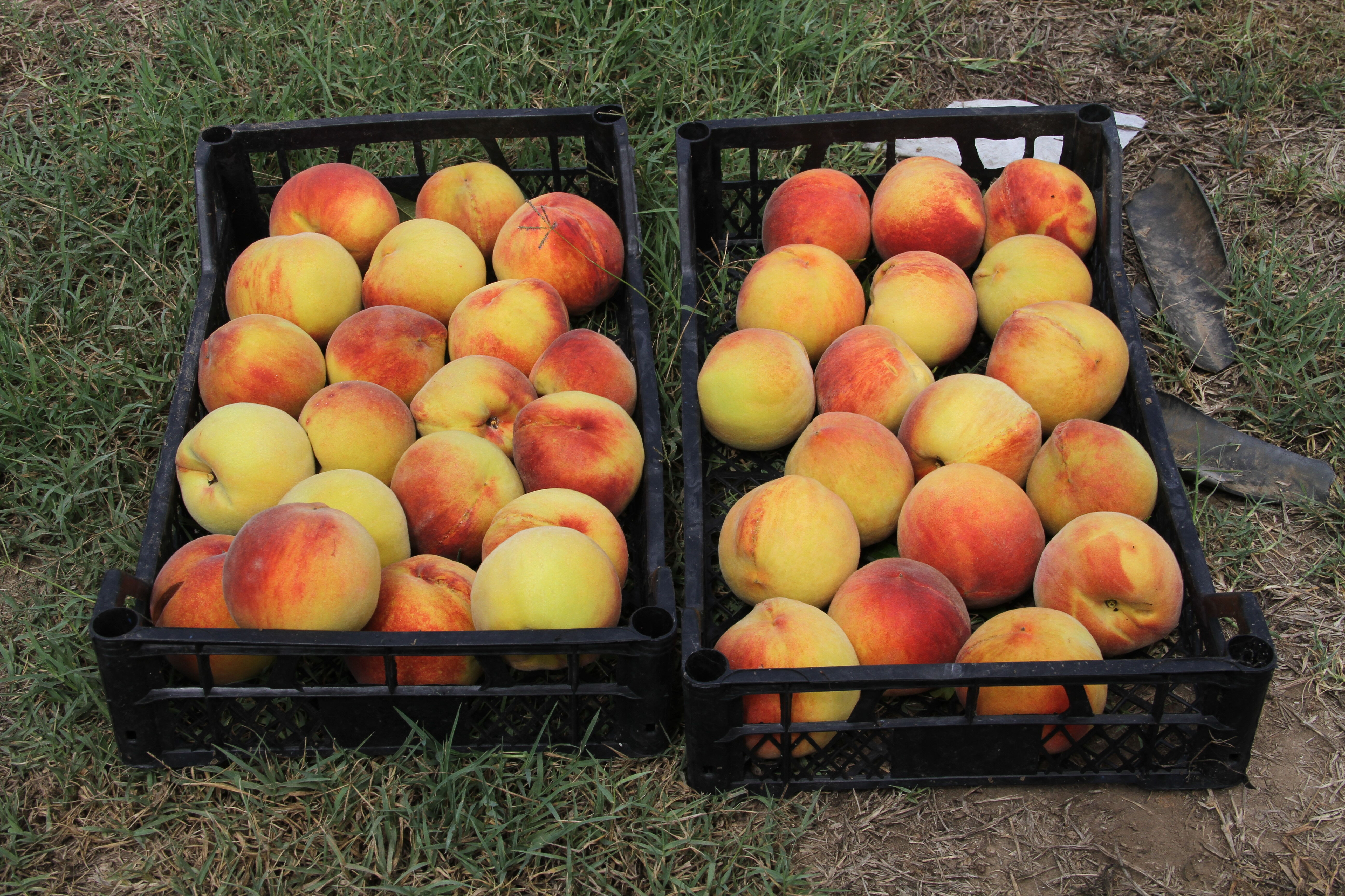 Hasat devam ediyor! Tarlada fiyatı 100 TL'ye çıktı - 3. Resim