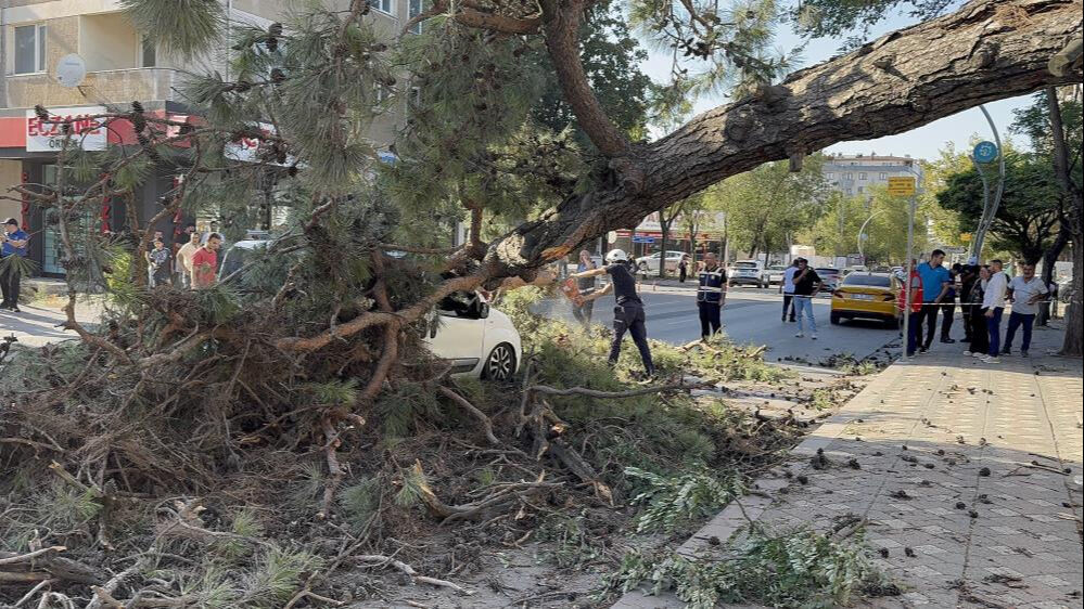 Kocaeli'de korkutan olay: Aracıyla düz yolda giderken üzerine ağaç devrildi! - 1. Resim